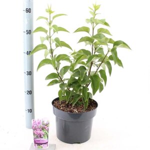 Syringa v. 'Prince Wolkonsky' 40-50 cm cont. 5,0L - afbeelding 2