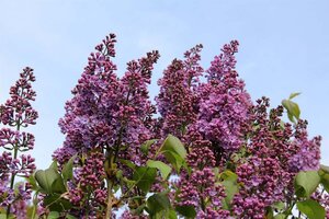 Syringa vulgaris 150-175 cm met kluit - afbeelding 1