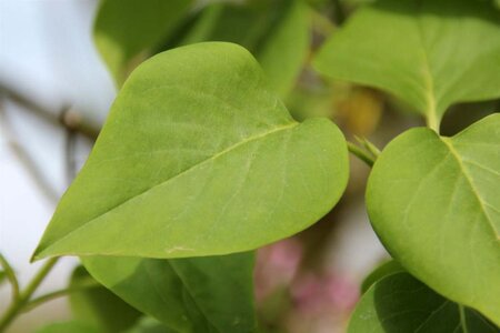 Syringa vulgaris 150-175 cm met kluit - afbeelding 4