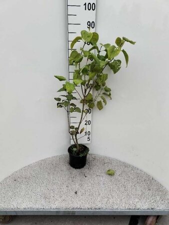 Syringa vulgaris 40-60 cm cont. 2,0L - afbeelding 2