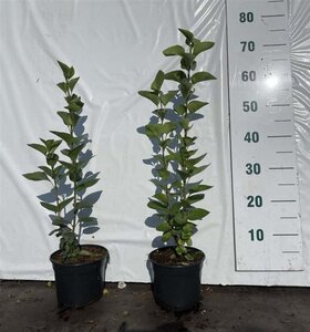 Syringa vulgaris 40-60 cm cont. 2,0L - afbeelding 1