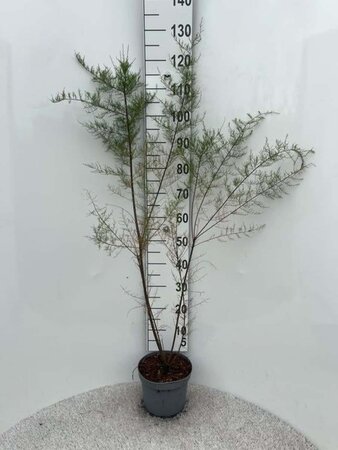 Tamarix tetrandra 80-100 cm cont. 5,0L