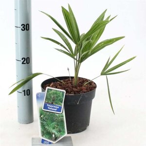 Trachycarpus fortunei 25-30 cm cont. 2,0L - afbeelding 2