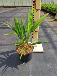 Trachycarpus fortunei 25-30 cm cont. 2,0L - afbeelding 3