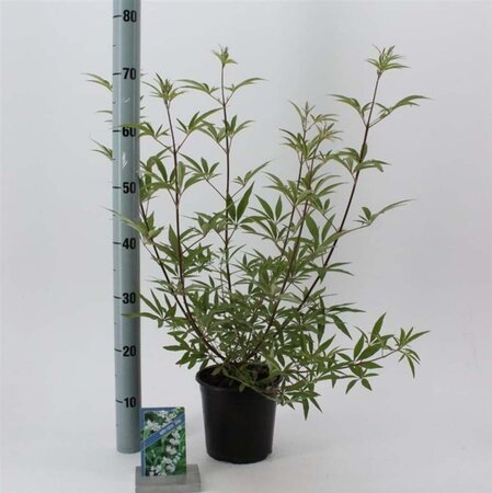 Vitex agnus-castus 'Albus' 30-35 cm cont. 2,0L