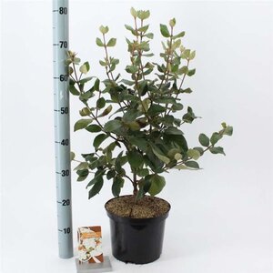 Viburnum burkw. 'Anne Russell' 50-60 cm cont. 5,0L - afbeelding 1