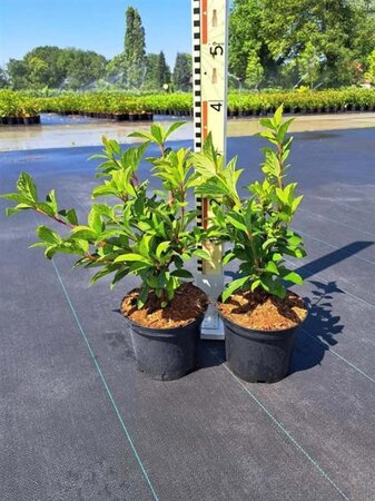 Viburnum bodn. 'Charles Lamont' 30-40 cm cont. 3,0L - afbeelding 2