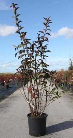 Viburnum bodn. 'Dawn' 125-150 cm cont. 25L