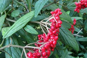 Viburnum rhytidophyllum 60-80 cm met kluit - afbeelding 1