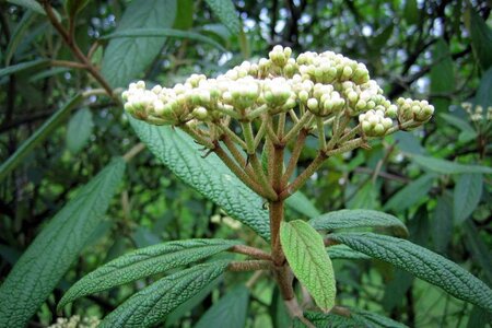 Viburnum rhytidophyllum 60-80 cm met kluit - afbeelding 2