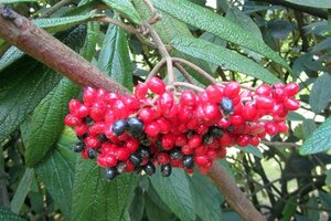 Viburnum rhytidophyllum 60-80 cm met kluit - afbeelding 3