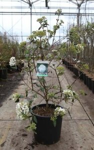 Viburnum burkwoodii 100-125 cm cont. 25L