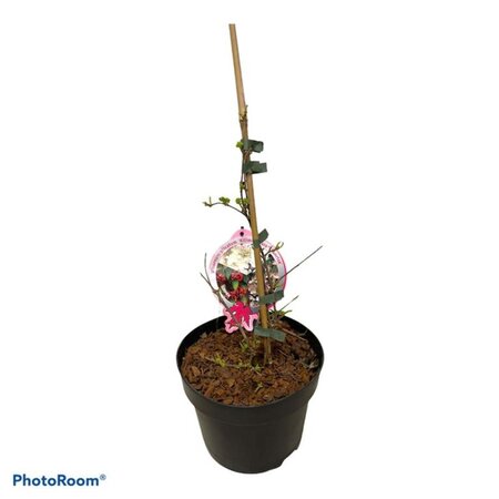 Viburnum plic. Kilimandjaro Sunrise 40-50 cm cont. 3,0L