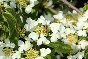 Viburnum plic. 'Mariesii' 100-125 cm container - afbeelding 3