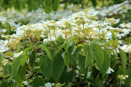 Viburnum plic. 'Mariesii' 100-125 cm container - afbeelding 4