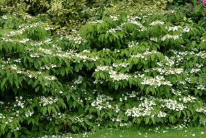 Viburnum plic. 'Mariesii' 125-150 cm met kluit struik - afbeelding 1