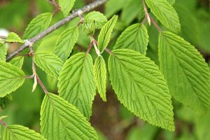 Viburnum plic. 'Mariesii' 125-150 cm met kluit struik - afbeelding 2