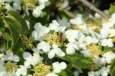 Viburnum plic. 'Mariesii' 140-160 cm container - afbeelding 3