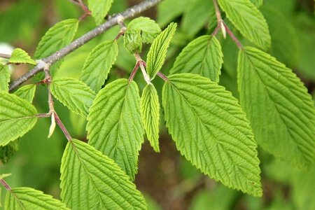 Viburnum plic. 'Mariesii' 40-60 cm met kluit - afbeelding 2