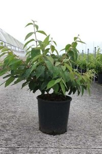 Viburnum plic. 'Mariesii' 80-100 cm cont. 12L