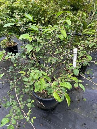 Viburnum plic. 'Mariesii' 80-100 cm cont. 20L - afbeelding 2