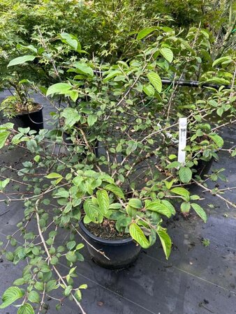 Viburnum plic. 'Mariesii' 80-100 cm cont. 20L - afbeelding 1