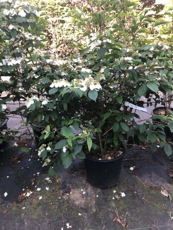 Viburnum plic. 'Pink Beauty' 80-100 cm cont. 20L - afbeelding 3