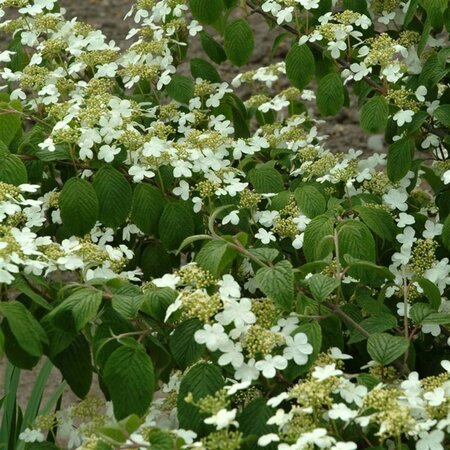 Viburnum plic. tomentosum 40-60 cm cont. 3,0L - afbeelding 1