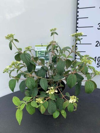 Viburnum plic. 'Watanabe' 25-30 cm cont. 3,0L - afbeelding 3