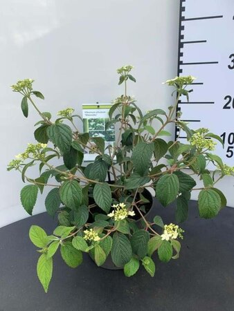 Viburnum plic. 'Watanabe' 25-30 cm cont. 3,0L - afbeelding 5