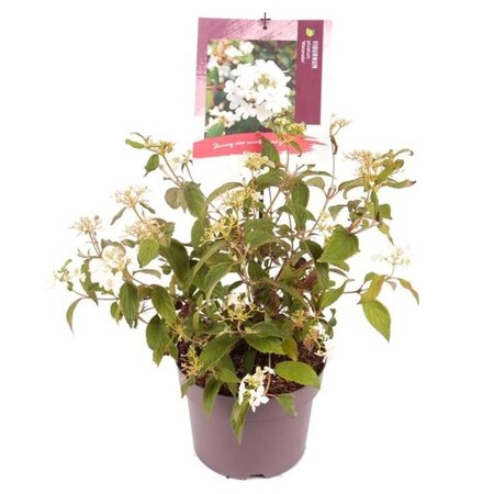 Viburnum plic. 'Watanabe' 25-30 cm cont. 3,0L - afbeelding 2