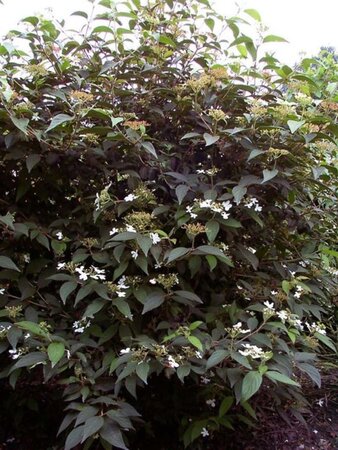 Viburnum plic. 'Watanabe' 50-60 cm container