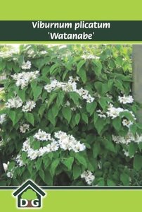 Viburnum plic. 'Watanabe' geen maat specificatie cont. 3,0L - afbeelding 1