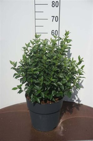 Viburnum tin. 'Eve Price' 40-50 cm cont. 10L - afbeelding 3