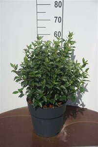 Viburnum tin. 'Eve Price' 40-50 cm cont. 10L - afbeelding 3