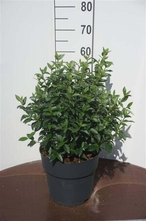 Viburnum tin. 'Eve Price' 40-50 cm cont. 10L - afbeelding 1