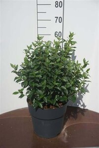 Viburnum tin. 'Eve Price' 40-50 cm cont. 10L - afbeelding 1