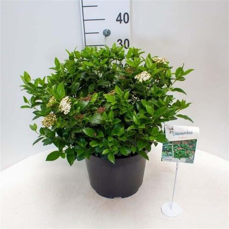 Viburnum tin. 'Eve Price' 40-50 cm cont. 10L - afbeelding 2