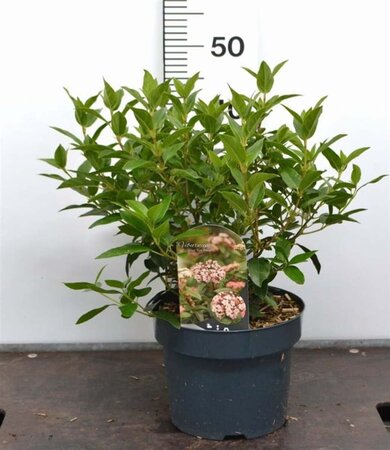 Viburnum tin. 'Eve Price' 40-50 cm cont. 5,0L - afbeelding 1