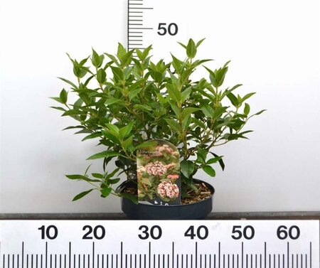 Viburnum tin. 'Eve Price' 40-50 cm cont. 5,0L - afbeelding 2