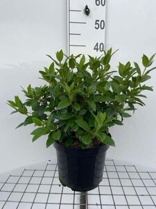 Viburnum tin. 'Eve Price' geen maat specificatie cont. 7,5L