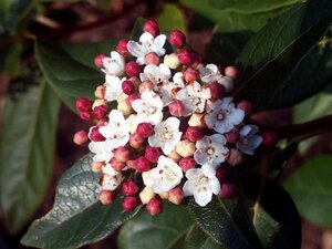 Viburnum tinus 100-125 cm cont. 45L - afbeelding 2