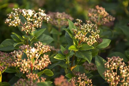 Viburnum tinus 100-125 cm cont. 45L - afbeelding 4