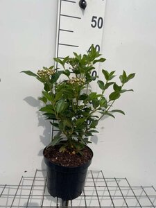 Viburnum tinus 30-40 cm cont. 3,0L - afbeelding 6