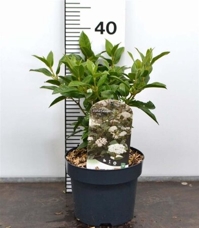 Viburnum tinus 30-40 cm cont. 3,0L - afbeelding 4