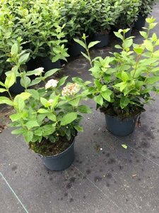 Viburnum tinus 30-40 cm cont. 3,0L - afbeelding 10