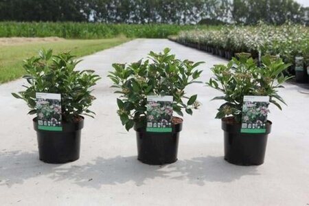 Viburnum tinus 30-40 cm cont. 3,0L - afbeelding 5