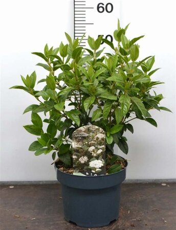 Viburnum tinus 40-50 cm cont. 5,0L - afbeelding 3