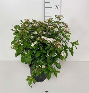 Viburnum tinus 40-50 cm cont. 5,0L - afbeelding 5