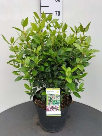 Viburnum tinus 50-60 cm cont. 15L - afbeelding 1